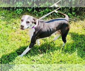 Labrador Retriever-Unknown Mix Dogs for adoption in Rockaway, NJ, USA