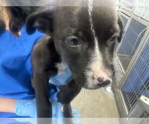 - Mix Dogs for adoption in San Bernardino, CA, USA