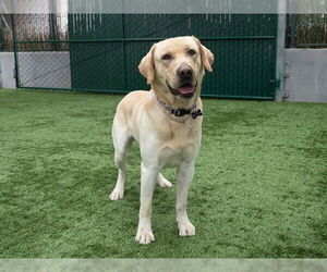 Labrador Retriever Dogs for adoption in Pasadena, CA, USA