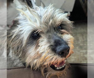 Mutt Dogs for adoption in Albuquerque, NM, USA