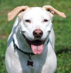 Medium Photo #1 Labrador Retriever-Unknown Mix Puppy For Sale in Spring Lake, NJ, USA