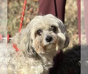 Bichon Frise-Unknown Mix Dogs for adoption in Yardley, PA, USA