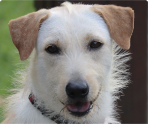 Mutt Dogs for adoption in San Ramon, CA, USA