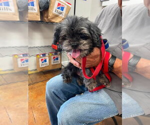Shih Tzu Dogs for adoption in Bolivar, MO, USA