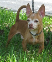 Medium Photo #1 Chihuahua Puppy For Sale in Sanford, FL, USA