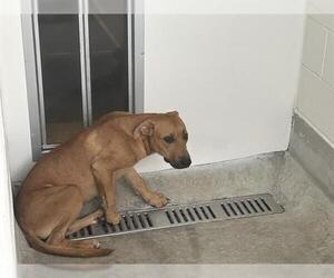 Labrador Retriever-Unknown Mix Dogs for adoption in Ocala, FL, USA