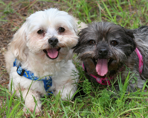 Shih-Poo Dogs for adoption in Eureka Springs, AR, USA