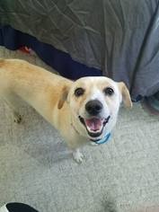 Beagle-Unknown Mix Dogs for adoption in Hopewell Junction, NY, USA
