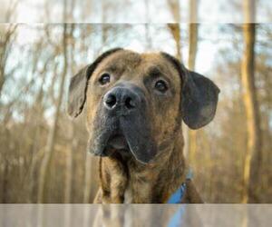 Medium Photo #1 Mastiff Puppy For Sale in Pittsburgh, PA, USA