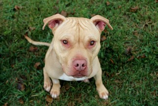 American Pit Bull Terrier Dogs for adoption in Dillsburg, PA, USA