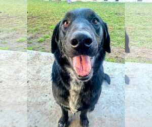 Labrador Retriever-Unknown Mix Dogs for adoption in San Diego, CA, USA