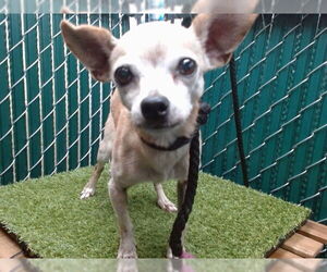 Chihuahua Dogs for adoption in Downey, CA, USA