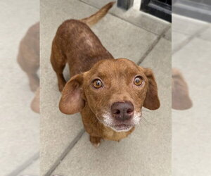 Dachshund-Unknown Mix Dogs for adoption in Sacramento, CA, USA