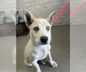 Siberian Husky-Unknown Mix Dogs for adoption in San Bernardino, CA, USA