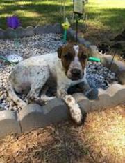 Lab-Pointer Dogs for adoption in Chichester, NH, USA
