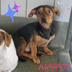 Medium Photo #1 Beagle-Unknown Mix Puppy For Sale in San Antonio, TX, USA