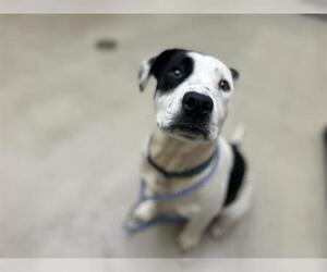 American Pit Bull Terrier-Unknown Mix Dogs for adoption in McKinleyville, CA, USA