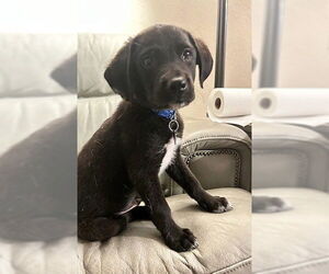 Sheprador Dogs for adoption in Genesee, WI, USA