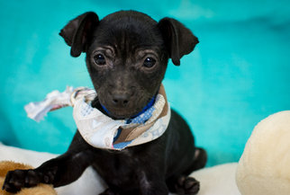 Chiweenie Dogs for adoption in Wetumpka, AL, USA