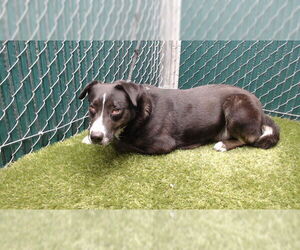 Labrador Retriever-Unknown Mix Dogs for adoption in Downey, CA, USA