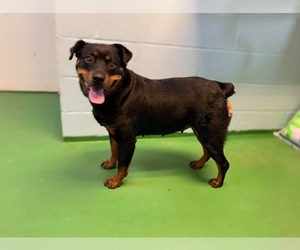 Rottweiler Dogs for adoption in Rustburg, VA, USA