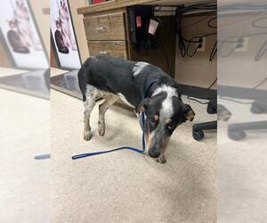 Mutt Dogs for adoption in Conroe, TX, USA