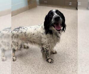 English Setter Dogs for adoption in Brighton, CO, USA