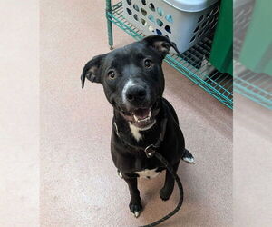 American Pit Bull Terrier Dogs for adoption in Ogden, UT, USA