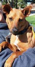 Mutt Dogs for adoption in San Mateo, CA, USA