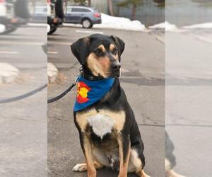 Rottweiler-Unknown Mix Dogs for adoption in Denver, CO, USA