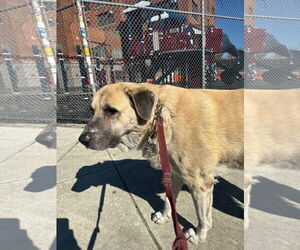 Anatolian Shepherd-Great Pyrenees Mix Dogs for adoption in Higley, AZ, USA