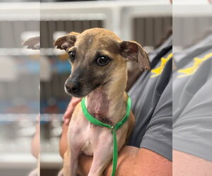 Chihuahua-Unknown Mix Dogs for adoption in Batavia, NY, USA