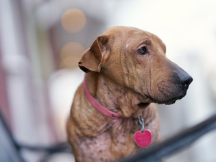 Ba-Shar Dogs for adoption in Eden Prairie, MN, USA