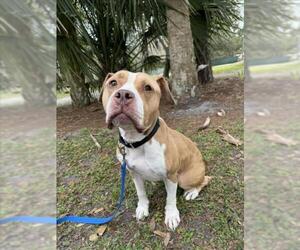 American Pit Bull Terrier Dogs for adoption in Vero Beach, FL, USA