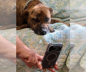 Catahoula Leopard Dog-Labrador Retriever Mix Dogs for adoption in Mt. Laurel, NJ, USA