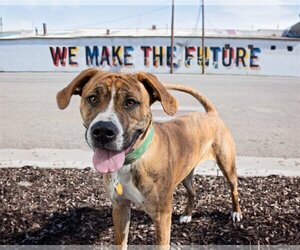Boxer-Unknown Mix Dogs for adoption in Sandy, UT, USA