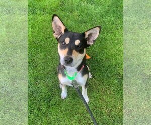 Beagle-Huskies  Mix Dogs for adoption in Amherst, OH, USA