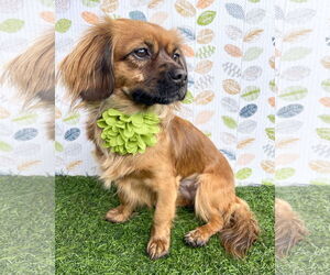 - Mix Dogs for adoption in Corona, CA, USA