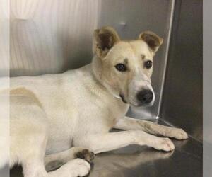 Basenji-Unknown Mix Dogs for adoption in Riverside, CA, USA