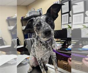 Mutt Dogs for adoption in Center Township, PA, USA