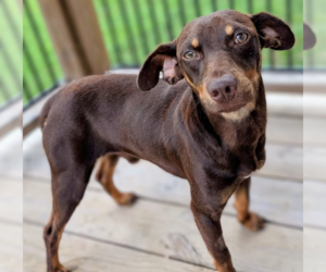 Miniature Pinscher-Unknown Mix Dogs for adoption in Cranston, RI, USA