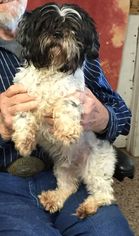 Shih Tzu Dogs for adoption in Metairie, LA, USA