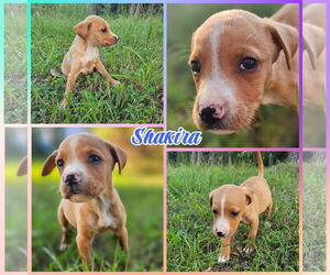 Border Collie-Unknown Mix Dogs for adoption in Blacksburg, SC, USA