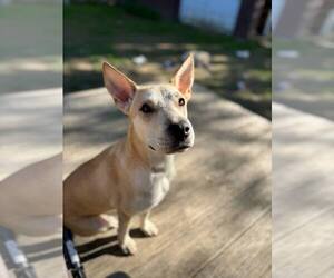 Labrador Retriever-Shiba Inu Mix Dogs for adoption in Brewster, NY, USA