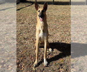 Borzoi-Unknown Mix Dogs for adoption in Warrenton, VA, USA