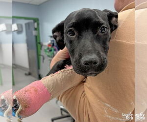 Labrador Retriever-Unknown Mix Dogs for adoption in Washington, DC, USA