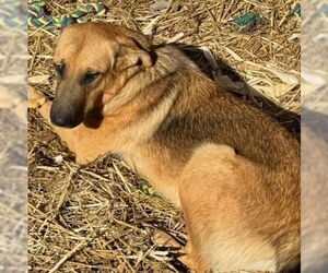 German Shepherd Dog-Unknown Mix Dogs for adoption in Alexander, AR, USA