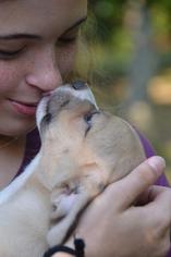 ShiChi Dogs for adoption in Warwick, RI, USA