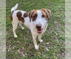 Pointer Dogs for adoption in Austin, TX, USA