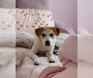 Beagle-Unknown Mix Dogs for adoption in Hinckley, IL, USA